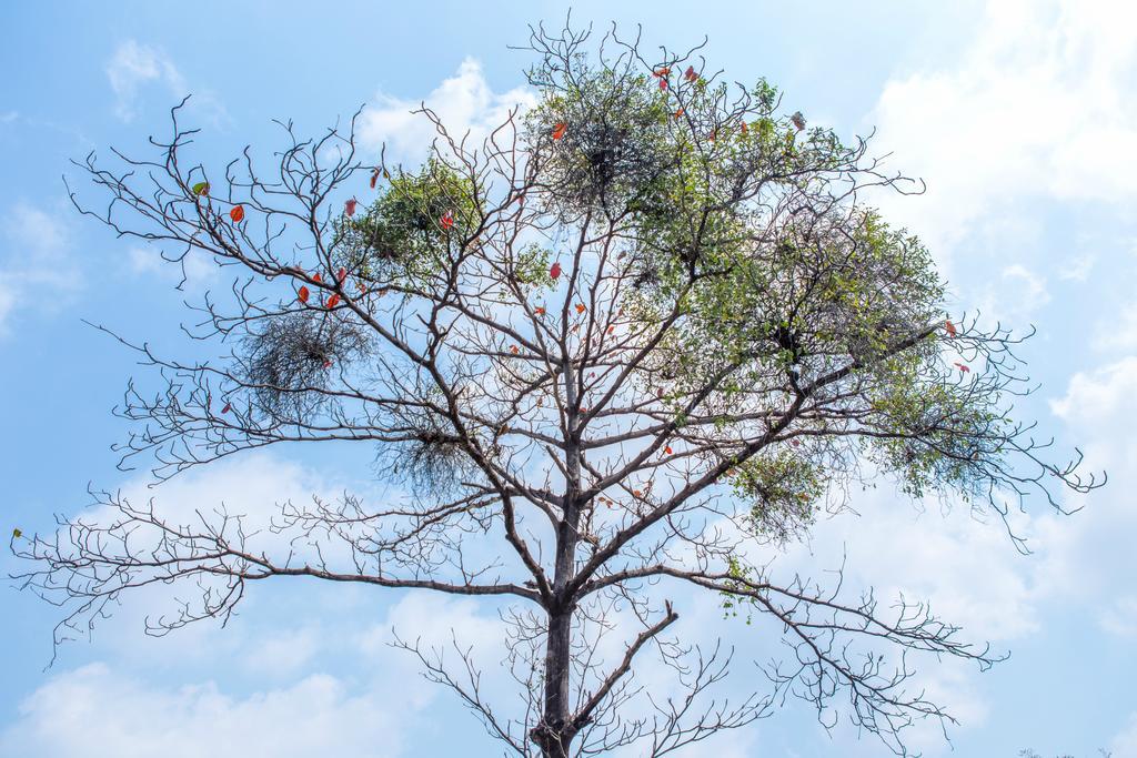 The Capital Resort @ Sukhumvit 50 Bangkok Dış mekan fotoğraf Tree